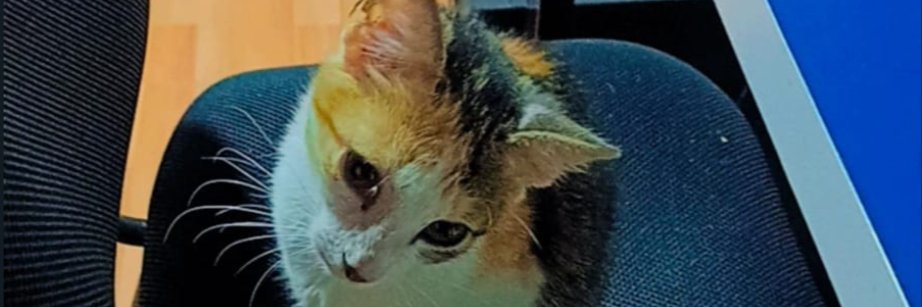 Lexican5's profile banner image