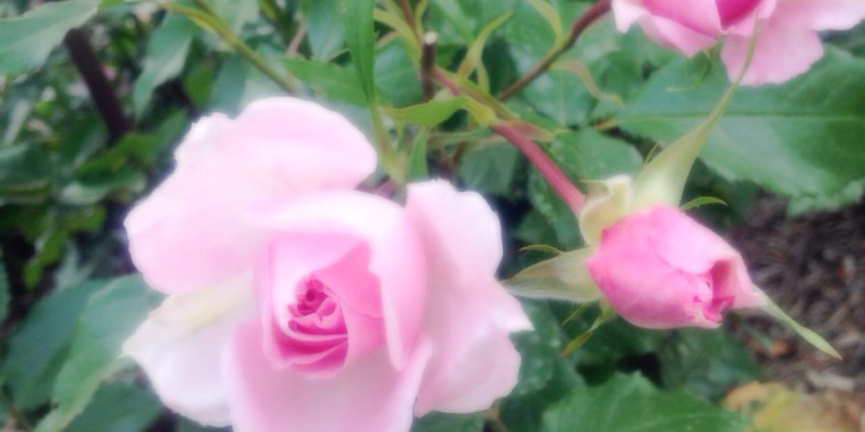 あねグッズ垢 banner