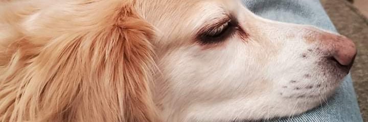 AnneStratford's profile banner image