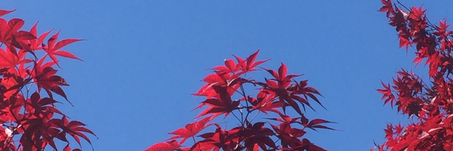 Matilde_Mata's profile banner image
