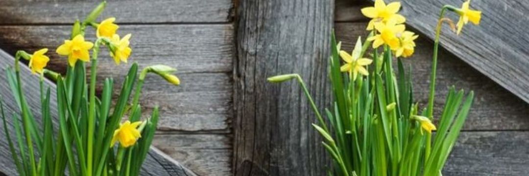 pudgecotnet1's profile banner image