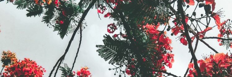 vamelie_'s profile banner image