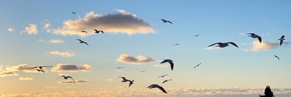 dasha_kshkvch Profile Banner