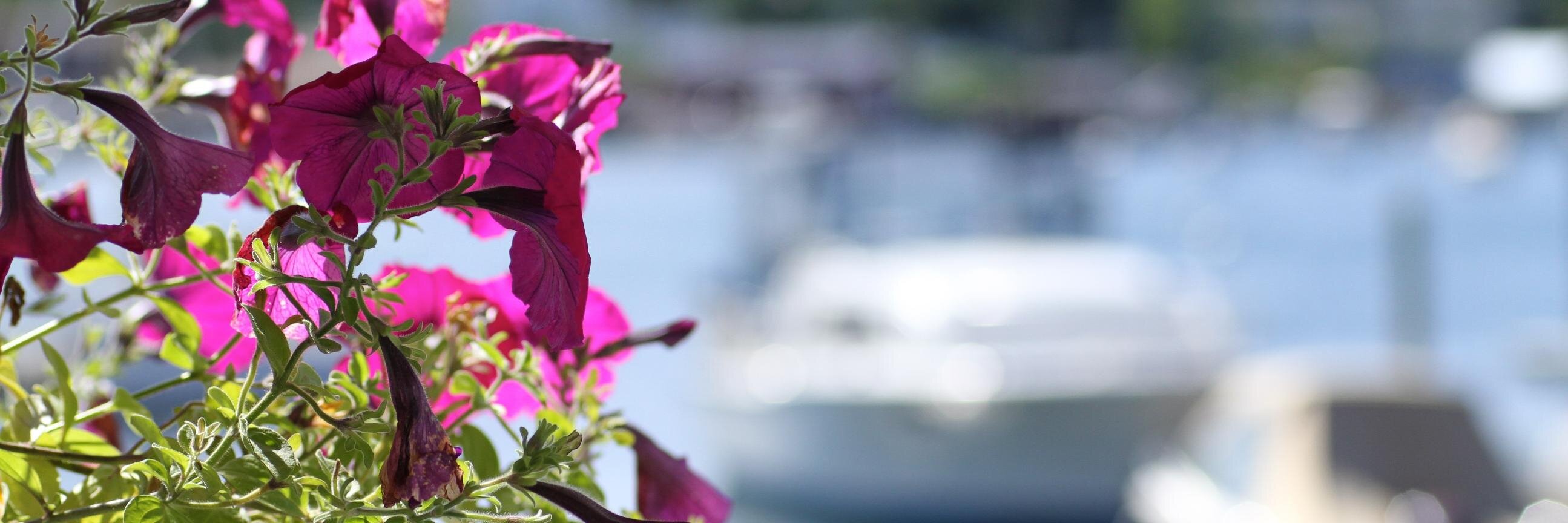 denisecroker's profile banner image