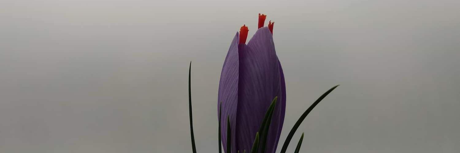 ersinesen2020's profile banner image