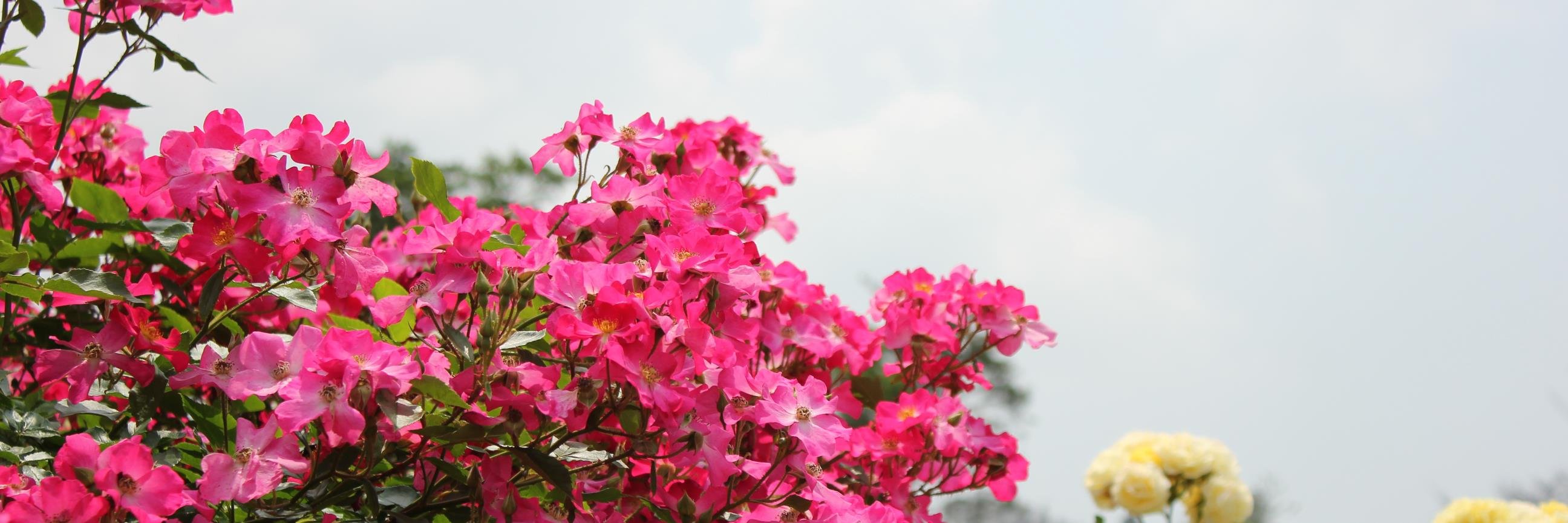 mijinko313's profile banner image