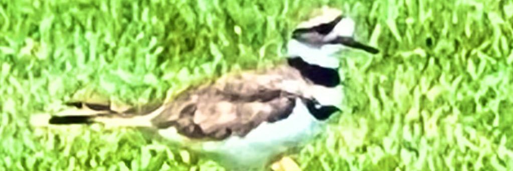 E ⚾️ 🌷😊 banner