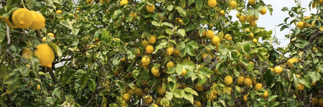 starlemon77's profile banner image