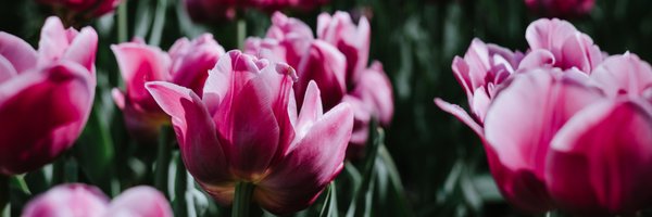 FreestocksOrg Profile Banner