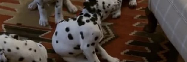 FidgetDalmatian's profile banner image