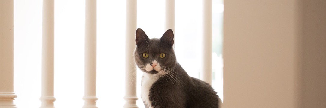 Catvocate banner