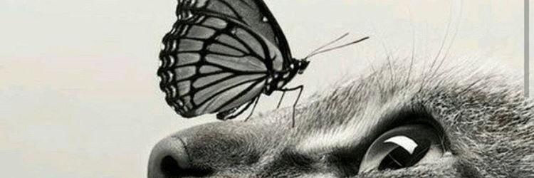 gozzdearas's profile banner image