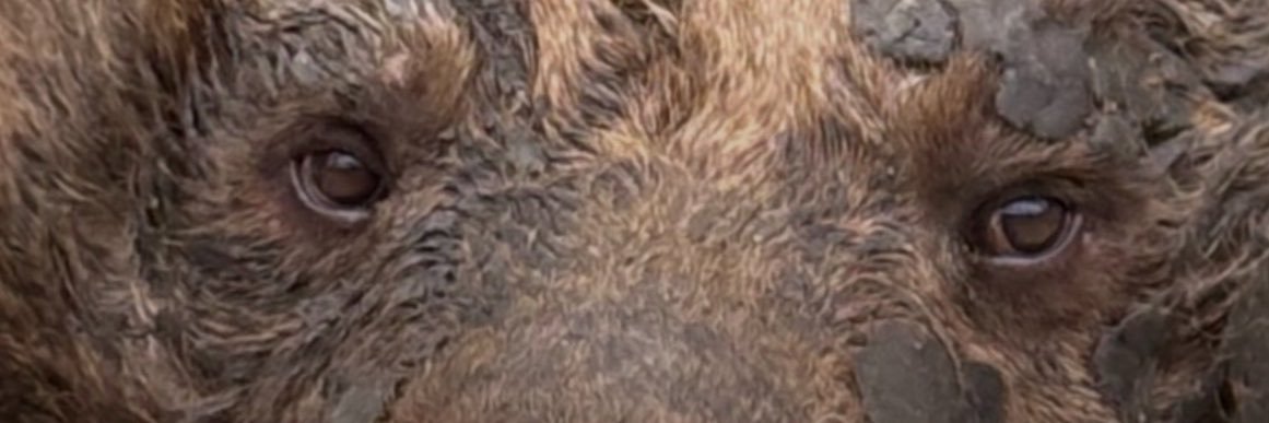 aslialpar's profile banner image