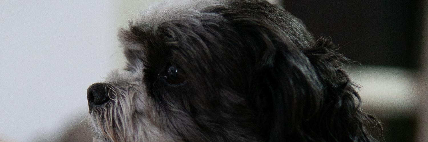 bibbyd75's profile banner image