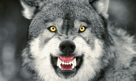 WOLF_64036's profile banner image