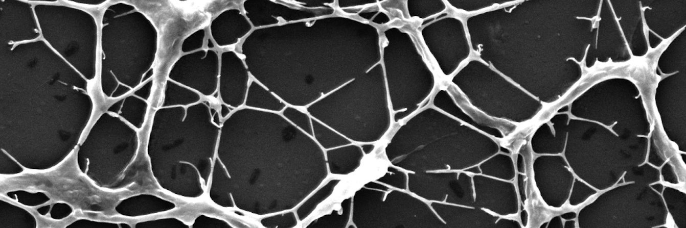 Marianny Y Combariza banner