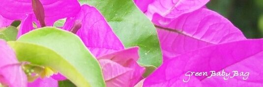 GreenBabyBag's profile banner image