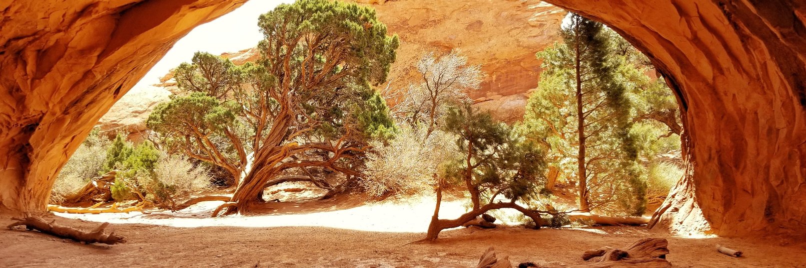 nhogan411's profile banner image