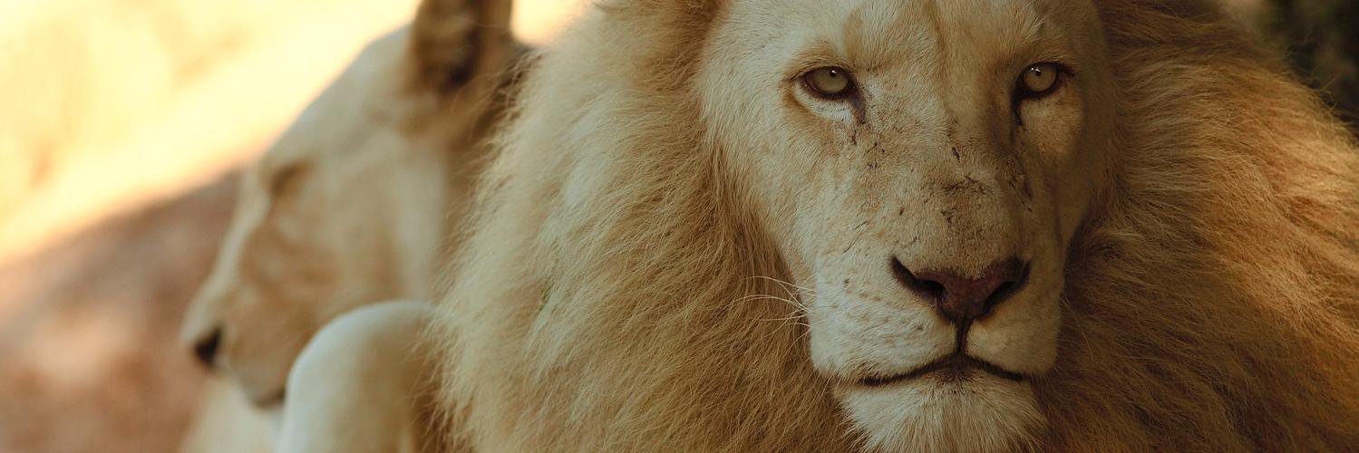 MarketingRoar's profile banner image