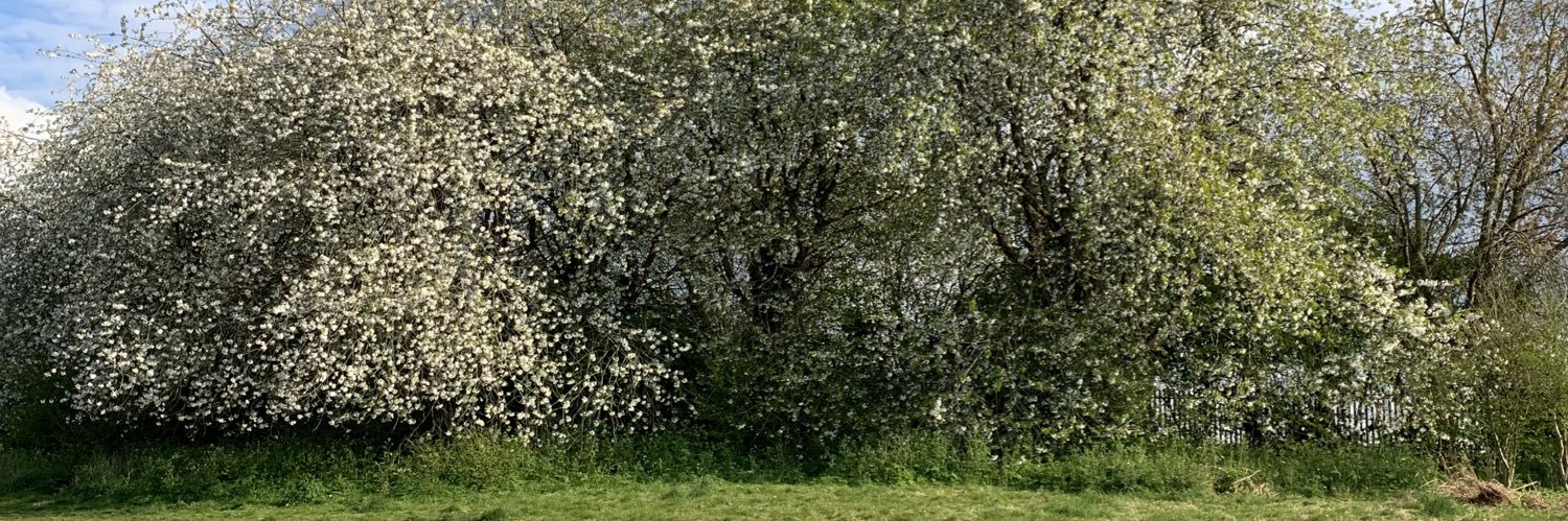 FrancescaBatten's profile banner image