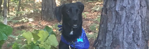 rev_no_run Profile Banner