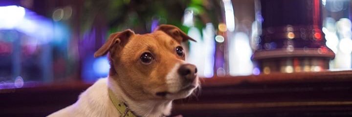 ThePondLeith's profile banner image
