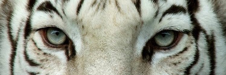 NilBeyzaSezer's profile banner image