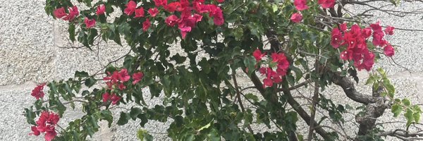 RodoljubSabic Profile Banner