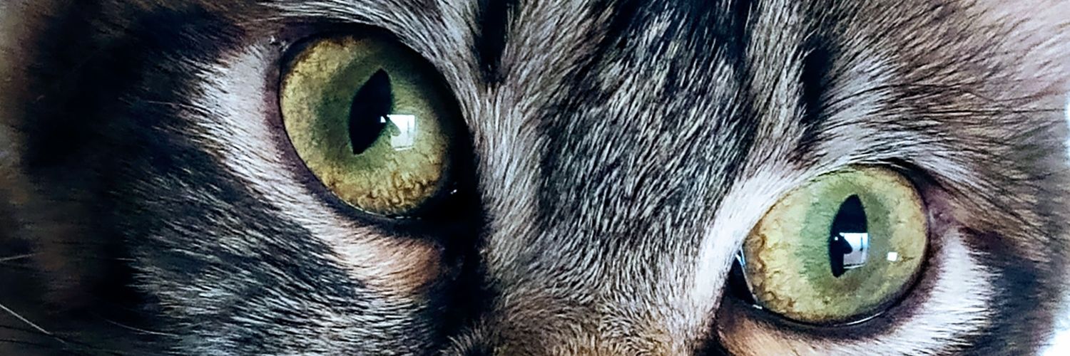 SoyStevenH's profile banner image