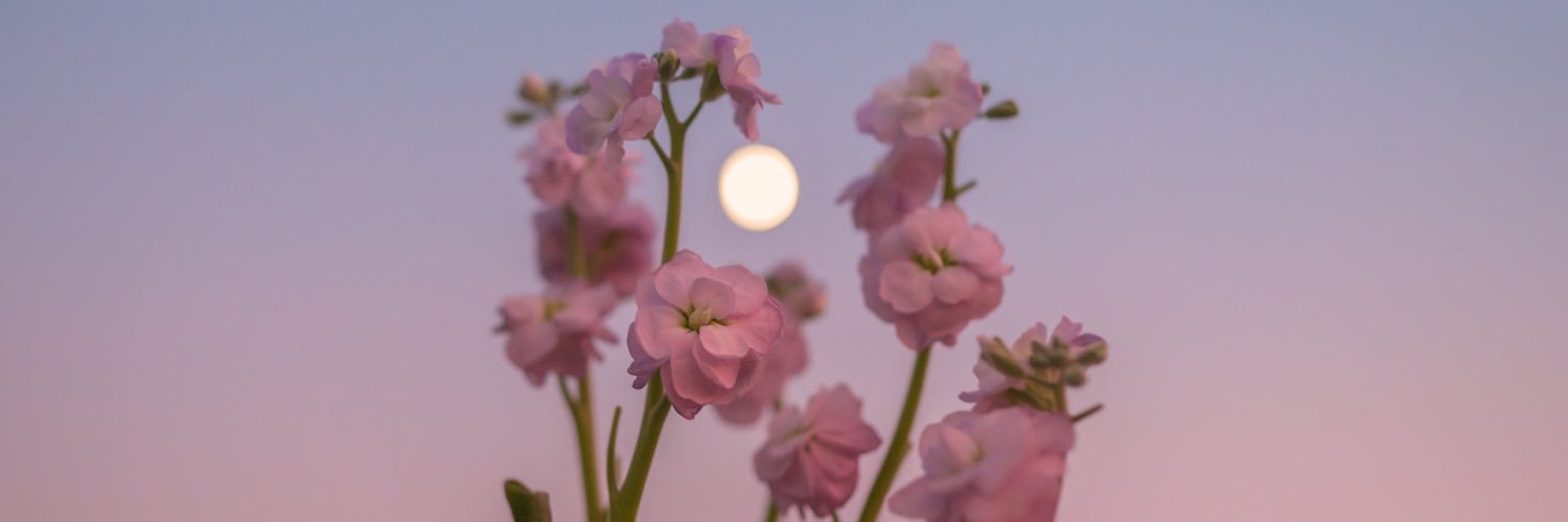 Pearlina_'s profile banner image
