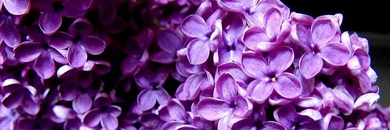 ♫♪ Lilac Hunter ♪♫ banner
