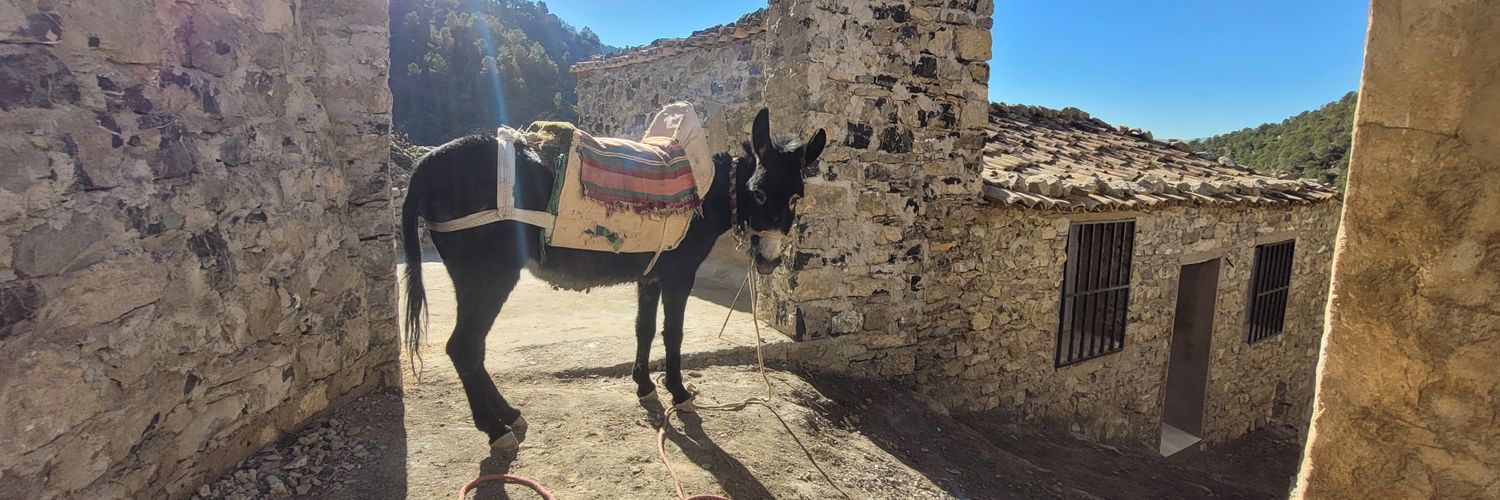 Saladin (Salah'Eddine) صلاح الديني 🇵🇸🕊 banner