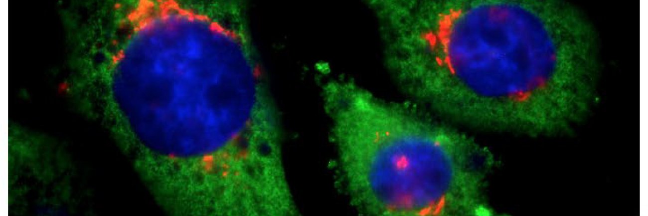 Rita Brookheart banner