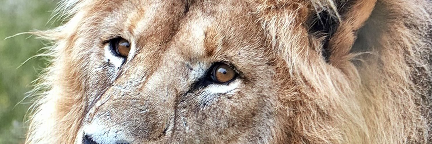 Saaflok's profile banner image