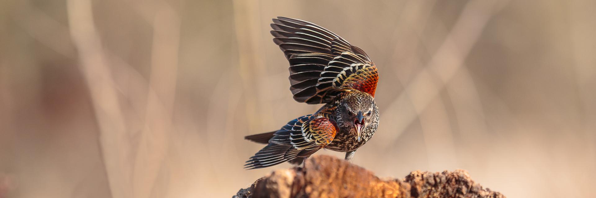 DR Photos - David Reid Photography🐦 banner