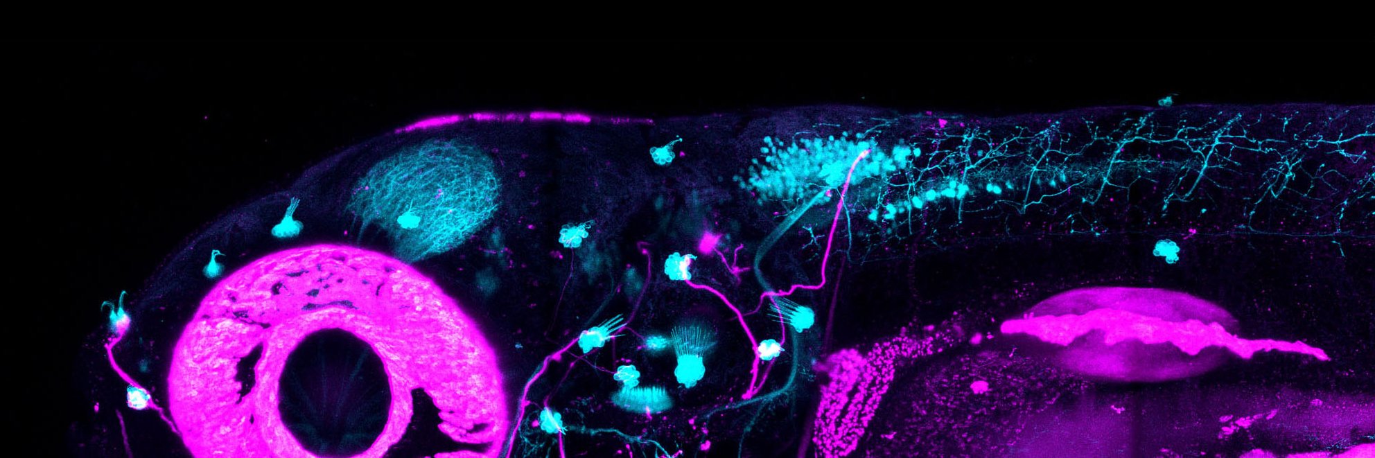 Florian Engert banner