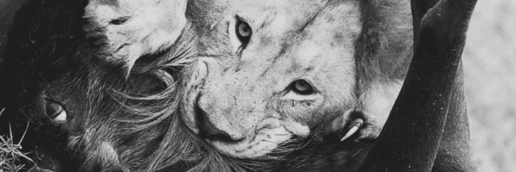 SolidJr.'s banner