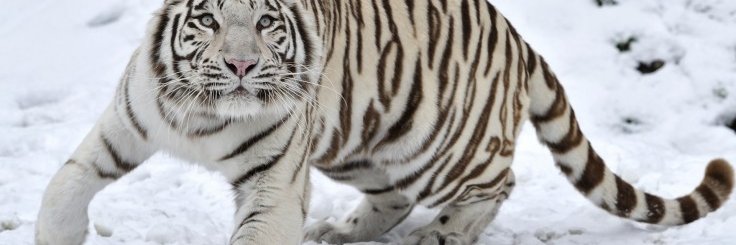 MetRyanJ/Europe banner