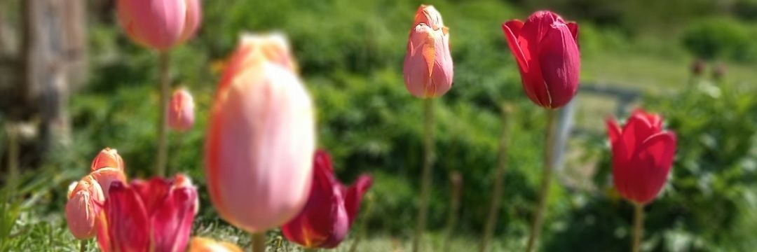 mariakulo's profile banner image