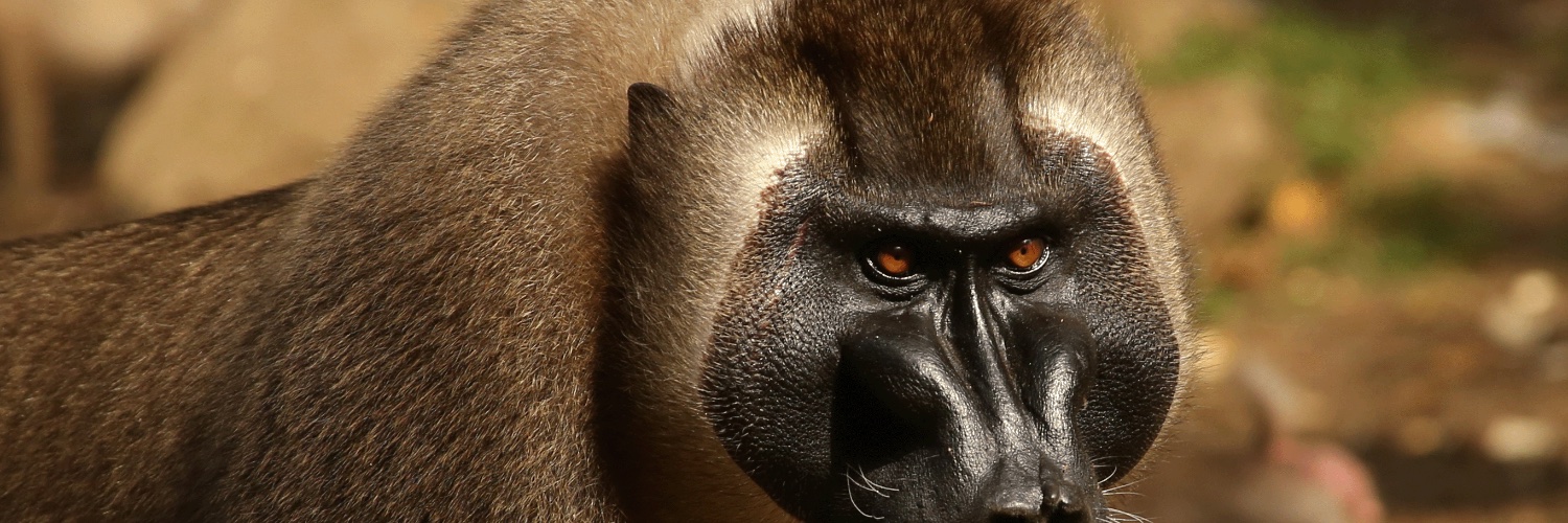 GunsonWildlife's profile banner image