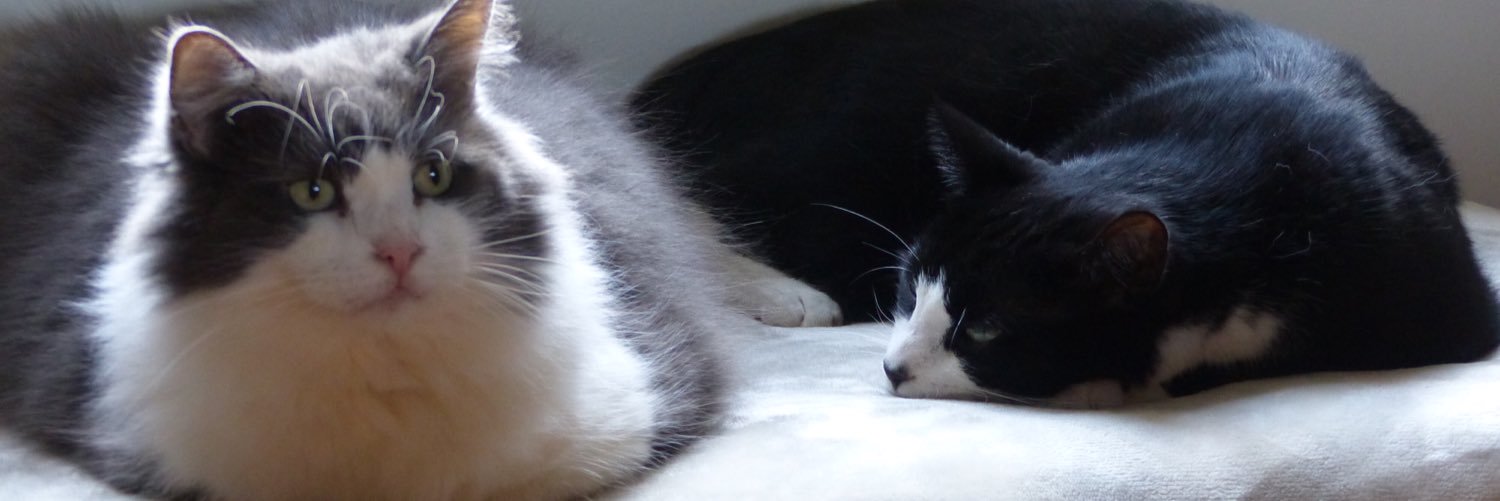 AlfietheBoyCat's profile banner image