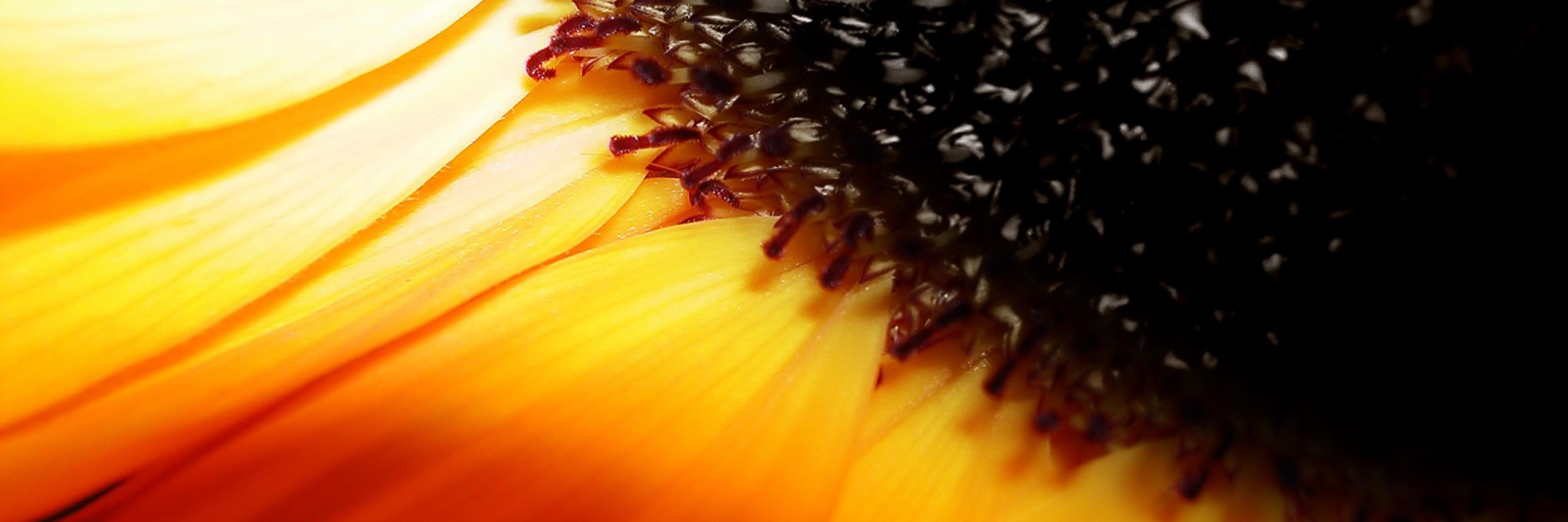 Hanna Halbroth banner