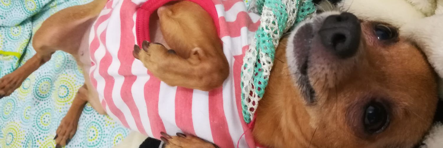MozoAngie's profile banner image