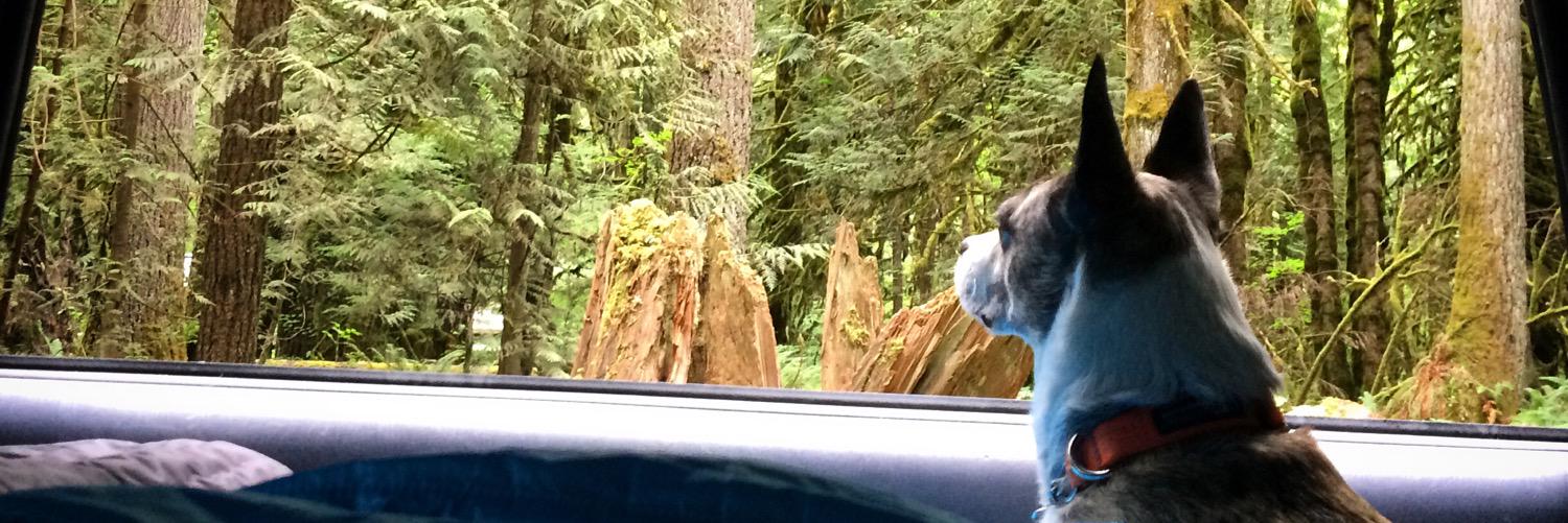 browerdog's profile banner image