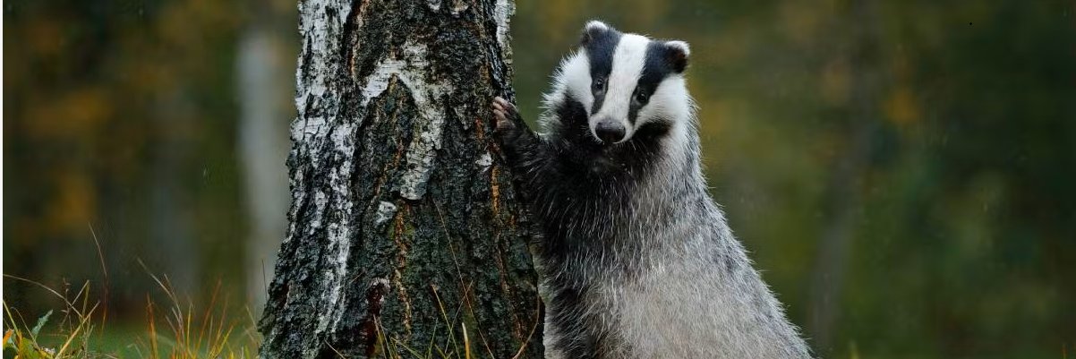 Rusty_Badger_'s profile banner image