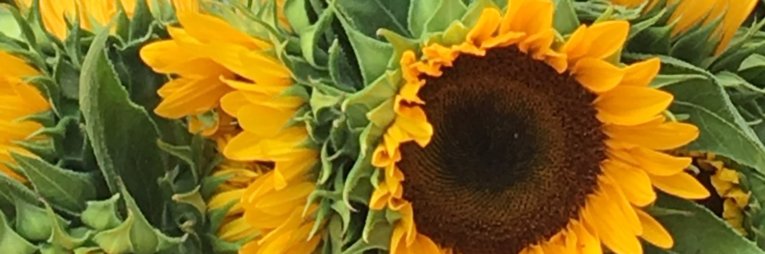 Dr. Chelsea Schein banner