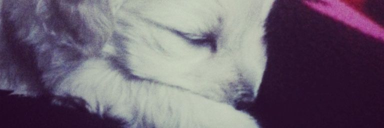 Brisachavez_17's profile banner image
