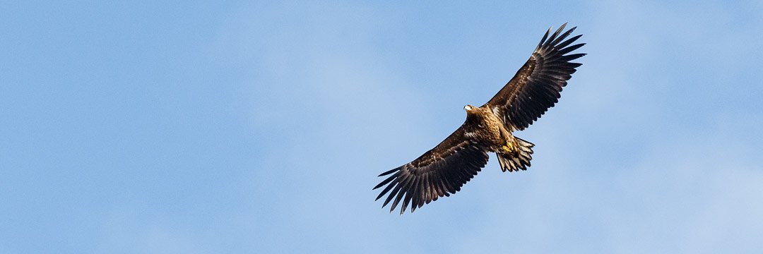 Kimmo Harinen 🦉 banner