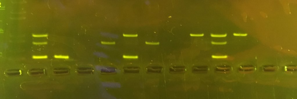 Lot Snijders Blok banner