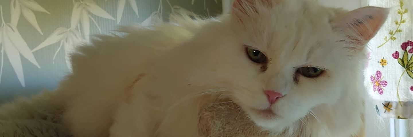 LinaGrynet's profile banner image
